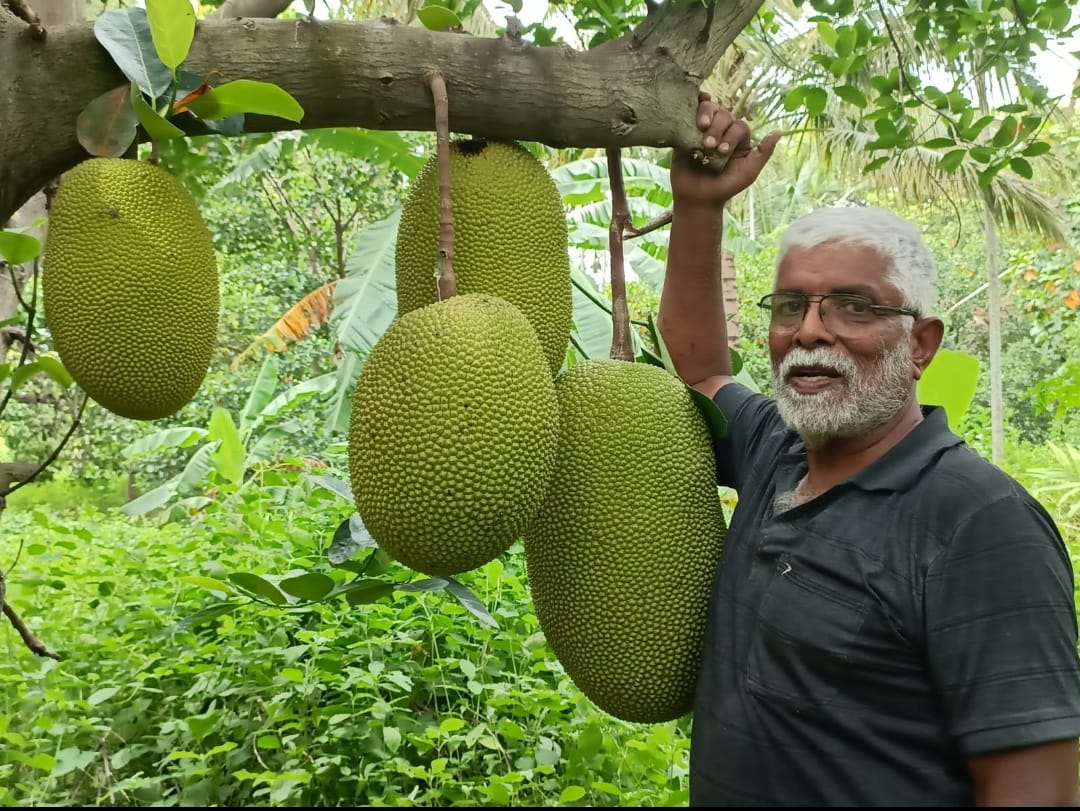 ಅಡಿಕೆ ಸೋತಾಗ, ಹಲಸು ಕೈ ಹಿಡಿಯುತ್ತದೆ!